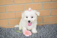 Bella 🐶💗, a female Maltese for sale in Fresno, OH – 6 of 7