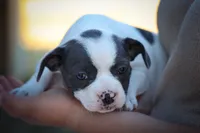 Quinto Bear🐾, a male Frenchton for sale in Fresno, OH – 5 of 10