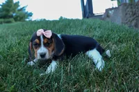Cleo 🌸, a female Beagle for sale in Fresno, OH – 4 of 9