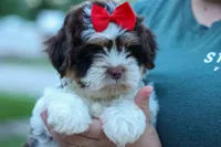 Ollie Bear , a male Maltese and Shih Tzu for sale in Fresno, OH – 1 of 9
