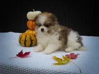 Macey 🎀, a female Pomeranian for sale in Fresno, OH – 2 of 10