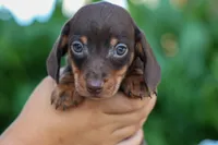  Zippy🐶, a male Miniature Dachshund for sale in Fresno, OH – 4 of 9