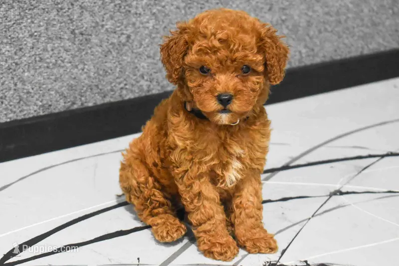 Logan – Poodle - Miniature  puppy for sale in Fresno, OH