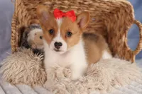 Brusie, a male Pembroke Welsh Corgi for sale in Fresno, OH – 10 of 10