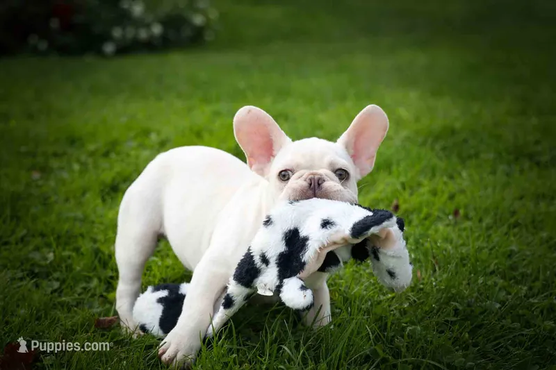  Snoopy 🐶 – French Bulldog puppy for sale in Fresno, OH