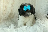 Remi 🩷, a female Cavapoo for sale in Fresno, OH – 5 of 10