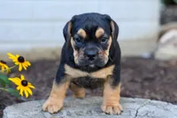 Ace 🐶✨, a male English Bulldog and Beagle for sale in Fresno, OH – 2 of 10