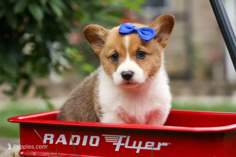 Trevor – Pembroke Welsh Corgi puppy for sale in Fresno, OH