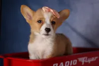  Carrie💕, a female Pembroke Welsh Corgi for sale in Fresno, OH – 3 of 10