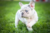 🐾 Meet Knox, a male French Bulldog for sale in Fresno, OH – 4 of 10