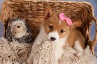  Bella💕🐶, a female Pembroke Welsh Corgi for sale in Fresno, OH – 5 of 10