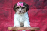  Olive, a female Maltese and Shih Tzu for sale in Fresno, OH – 5 of 10