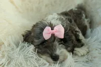 Rain🌸🐾, a female Cavapoo for sale in Fresno, OH – 4 of 10
