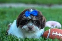  Oliver , a male Maltese and Shih Tzu for sale in Fresno, OH – 6 of 10