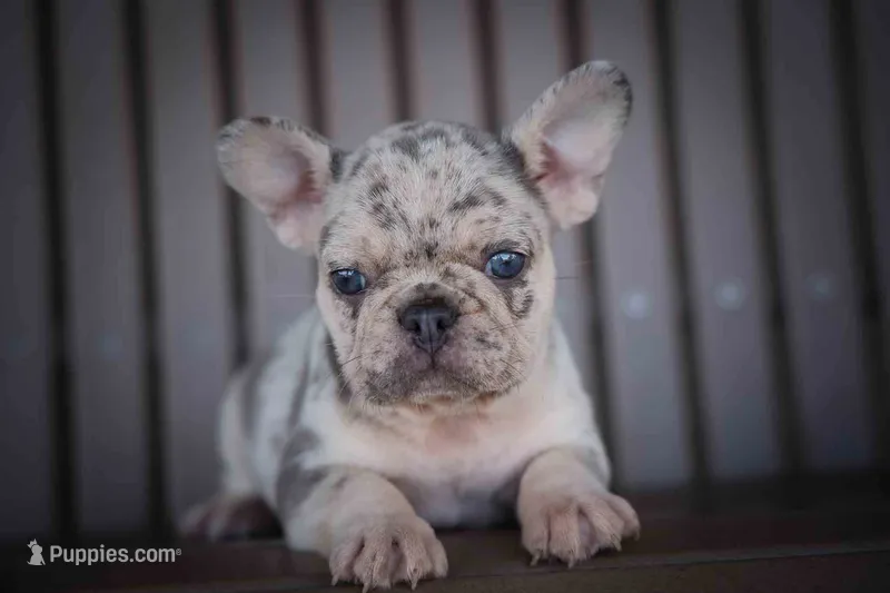 🐾 Meet Knox – French Bulldog puppy for sale in Fresno, OH