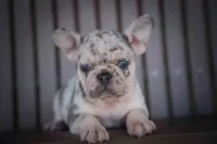 🐾 Meet Knox, a male French Bulldog for sale in Fresno, OH – 1 of 10