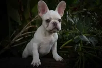  Snoopy 🐶, a male French Bulldog for sale in Fresno, OH – 10 of 10