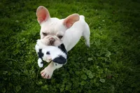  Snoopy 🐶, a male French Bulldog for sale in Fresno, OH – 9 of 10