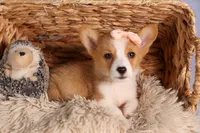   Carrie💕, a female Pembroke Welsh Corgi for sale in Fresno, OH – 8 of 10
