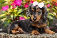 Hailey 🎀, a female Miniature Dachshund for sale in Fresno, OH – 3 of 10