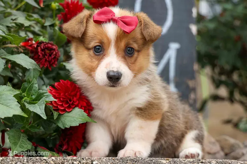 Vivi Rose🎀 – Pembroke Welsh Corgi puppy for sale in Fresno, OH