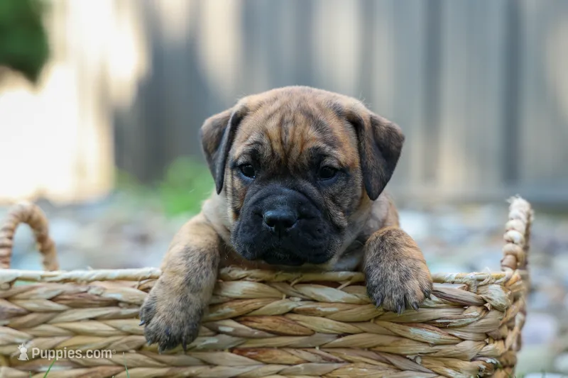 Archie 🐶 – English Bulldog, Beagle puppy for sale in Fresno, OH