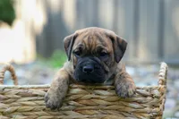 Archie 🐶, a male English Bulldog and Beagle for sale in Fresno, OH – 1 of 9