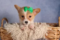  Cody🐾🐶, a male Pembroke Welsh Corgi for sale in Fresno, OH – 3 of 8