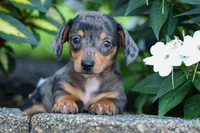   Zino🐾, a male Miniature Dachshund for sale in Fresno, OH – 8 of 9