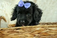 Raya🎀, a female Cavapoo for sale in Fresno, OH – 4 of 10