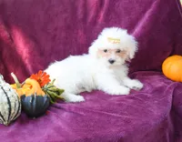 Max , a male Maltese for sale in Fresno, OH – 2 of 7