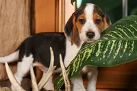 Dillard🐾, a male Beagle for sale in Fresno, OH – 2 of 9