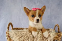 Yara ❤️, a female Pembroke Welsh Corgi for sale in Fresno, OH – 2 of 10