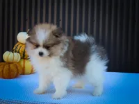 Macey 🎀, a female Pomeranian for sale in Fresno, OH – 9 of 10
