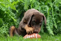 Gunner🦴, a male Doberman Pinscher for sale in Fresno, OH – 9 of 10