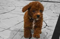 Lenny, a female Poodle - Miniature  for sale in Fresno, OH – 2 of 10