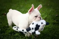  Snoopy 🐶, a male French Bulldog for sale in Fresno, OH – 4 of 10