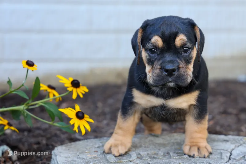 Ace 🐶✨ – English Bulldog, Beagle puppy for sale in Fresno, OH