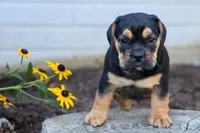 Ace 🐶✨, a male English Bulldog and Beagle for sale in Fresno, OH – 1 of 10