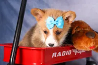  Benji🐾🐶, a female Pembroke Welsh Corgi for sale in Fresno, OH – 8 of 8