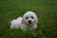 Travis, a male Bichon Frise for sale in Fresno, OH – 6 of 7