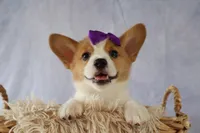 Zoey 🌸, a female Pembroke Welsh Corgi for sale in Fresno, OH – 7 of 10