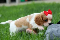 Nugget, a male Cavalier King Charles Spaniel for sale in Fresno, OH – 6 of 10