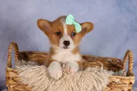  Bently🐶, a female Pembroke Welsh Corgi for sale in Fresno, OH – 4 of 10
