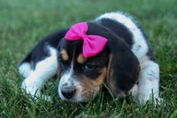 Cora 💖, a female Beagle for sale in Fresno, OH – 6 of 10