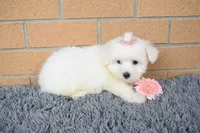 Bella 🐶💗, a female Maltese for sale in Fresno, OH – 2 of 7