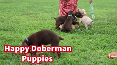 Gus 🐾, a male Doberman Pinscher for sale in Fresno, OH – 8 of 8