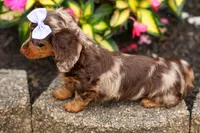Isabelle🩷, a female Miniature Dachshund for sale in Fresno, OH – 6 of 10