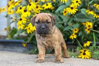 Archie 🐶, a male English Bulldog and Beagle for sale in Fresno, OH – 3 of 9