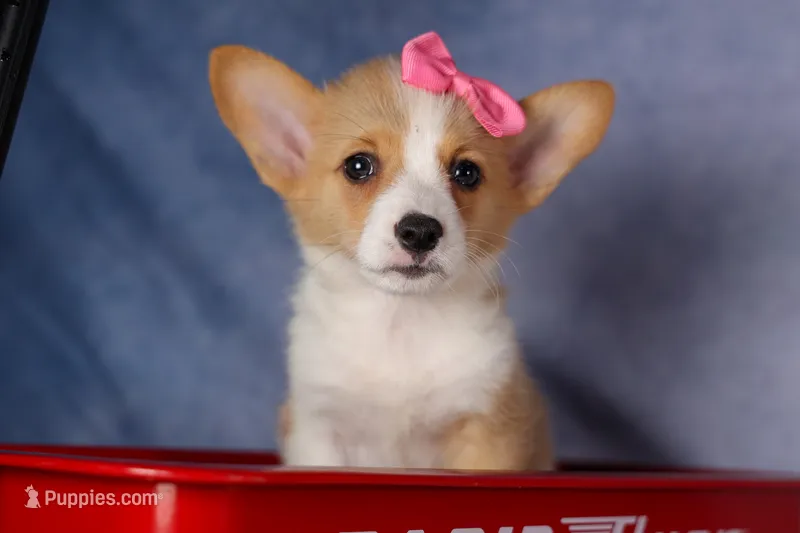 Callie💖 – Pembroke Welsh Corgi puppy for sale in Fresno, OH
